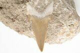 Otodus Shark Tooth Fossil in Rock - Eocene #201177-1